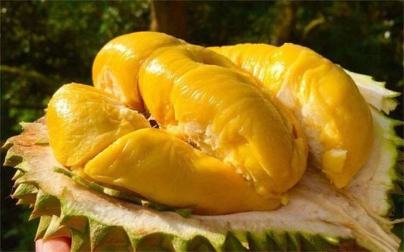 durian365